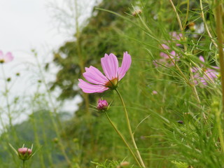 Fototapeta premium コスモス1