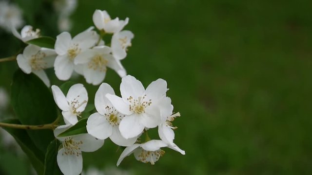 Mock orange blooming close-up in the wind. video shooting static camera. Philadelphus.