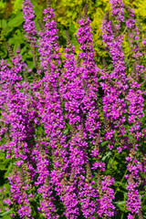 Purple Loosestrife or Lythrum salicaria blossom at flowerbed close-up, selective focus, shallow DOF