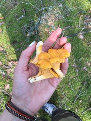 chanterelle mushrooms