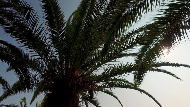 Walk pov below palm trees on the background of a 
