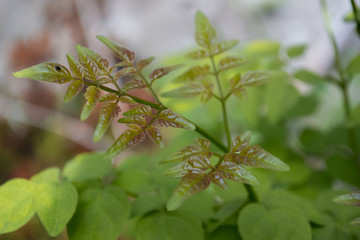 Green leaves, bright, macro, nature, beauty