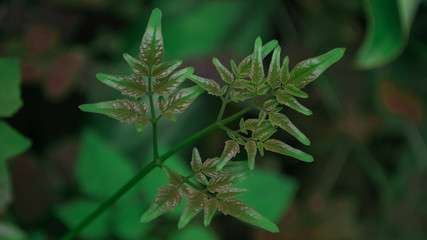 Green leaves, bright, macro, nature, beauty