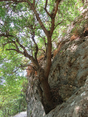 The tree in the rock