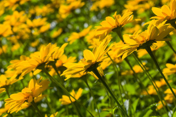 Jerusalem Artichoke, Sunroot, Topinambour, Earth Apple or Helianthus tuberosus yellow flowers backlighted, selective focus, shallow DOF