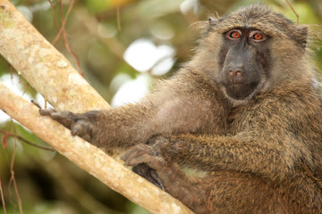 Olive Baboon - Bigodi Wetlands - Uganda, Africa