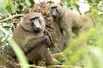 Olive Baboon - Bigodi Wetlands - Uganda, Africa
