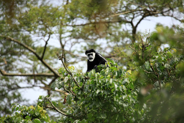 Black and White Colobus - Bigodi Wetlands - Uganda, Africa