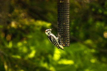 bird eating on a Seed Feeder