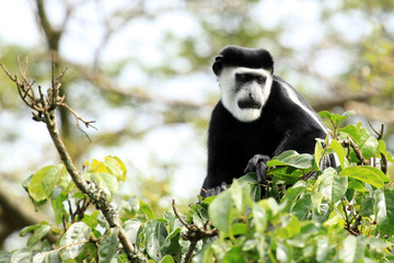 Black and White Colobus - Bigodi Wetlands - Uganda, Africa
