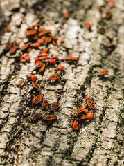 Firebug on Tilia sp. bark.