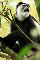 Black and White Colobus - Bigodi Wetlands - Uganda, Africa