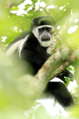 Black and White Colobus - Bigodi Wetlands - Uganda, Africa