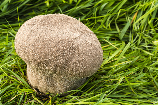 Handkea utriformis is a species of the Lycoperdaceae family of puffballs.