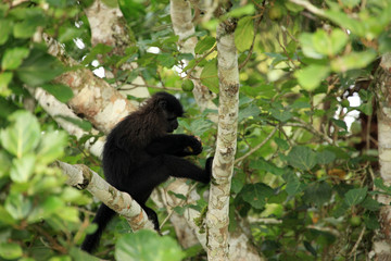 Grey-Cheeked Mangabey - Bigodi Wetlands - Uganda, Africa