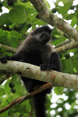 Grey-Cheeked Mangabey - Bigodi Wetlands - Uganda, Africa
