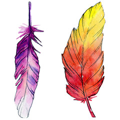 Watercolor bird feather from wing isolated. Aquarelle feather for background, texture, wrapper pattern, frame or border.