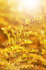 Fresh wildflowers over colorful background.