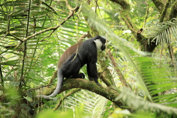 L'Hoests Monkey - Bigodi Wetlands - Uganda, Africa
