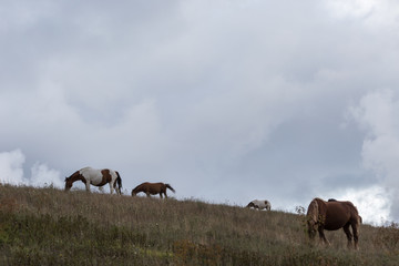 Horses pasturing on top of a hill, beneath an overcast, moody sky