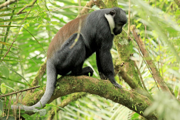 L'Hoests Monkey - Bigodi Wetlands - Uganda, Africa