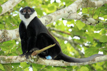 L'Hoests Monkey - Bigodi Wetlands - Uganda, Africa