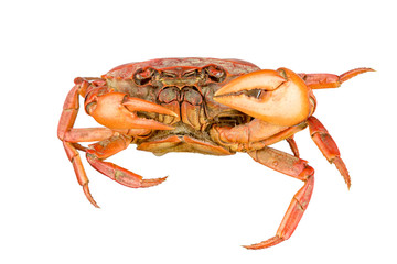 Field crab isolated on white background