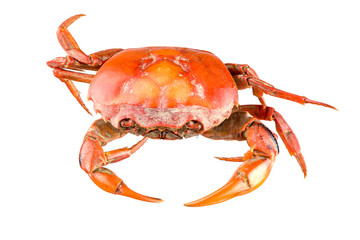 Field crab isolated on white background