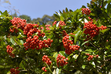 トキワカンザシ