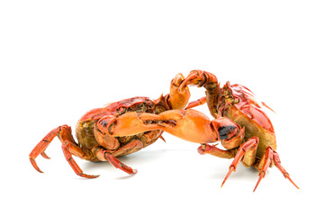 Battle of the crab isolate on white background
