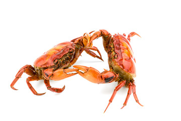 Battle of the crab isolate on white background