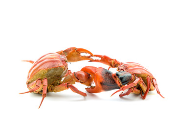 Battle of the crab isolate on white background