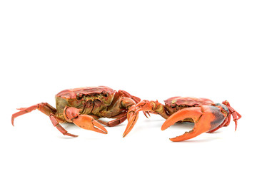 Battle of the crab isolate on white background