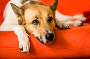 cute dog laying on the sofa