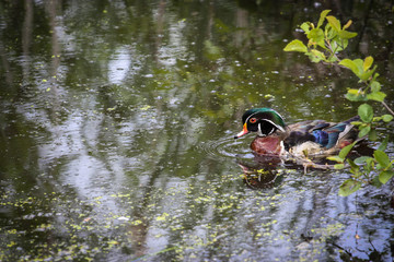 wild duck in a pond