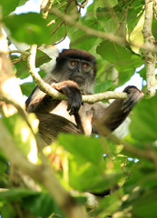 Red Colobus - Bigodi Wetlands - Uganda, Africa