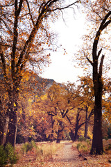 Fototapeta premium Autumn in Yosemite