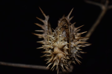 naturaleza muerta , chamico
