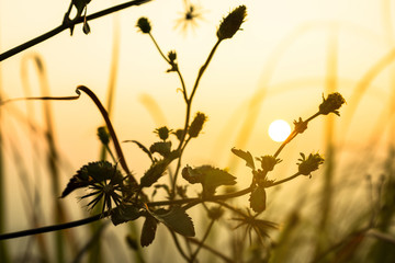 Sunset scene on hight mountain. Silhouette yellow grass and flowers.