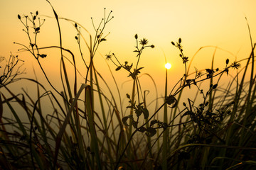 Sunset scene on hight mountain. Silhouette yellow grass and flowers.