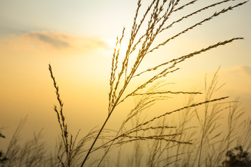 Obraz premium Sunset scene on hight mountain. Silhouette yellow grass and flowers.
