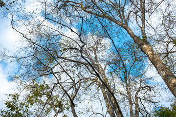Looking up view to trees branch with blue sky and cloud.