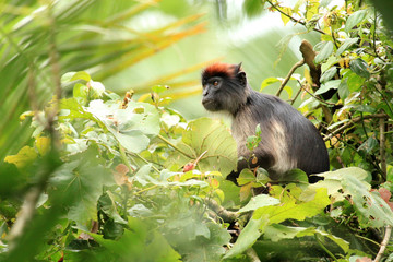 Red Colobus - Bigodi Wetlands - Uganda, Africa