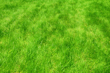 Fresh green manicured lawn close up. Clipped green grass background. Green lawn background. Green lawn pattern textured background.