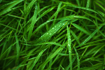 Fresh green grass with dew drops close up. Water driops on the fresh grass after rain. Light morning dew on the green grass.