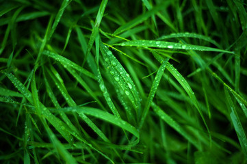 Fresh green grass with dew drops close up. Water driops on the fresh grass after rain. Light morning dew on the green grass.