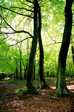 Fr&uuml;hling