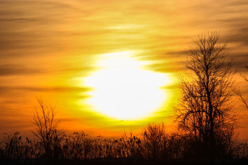 sunset between trees