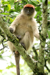 Red Colobus - Bigodi Wetlands - Uganda, Africa