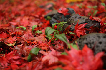 Red Autumn Leaves 